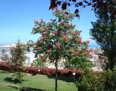 Appartamenti In Villa Con Posizione Panoramica Sul Mare