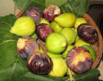 Villa 11 Posti, Piscina, Torre Guaceto, Wifi Internet